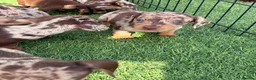 Miniature Dachshund dogs for sale: Miniature Dachshund Puppies - Advert 5