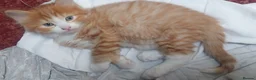 Mixed Breed cats for sale: Long‑Haired beautiful Ragdoll Cross Kittens - Advert 24