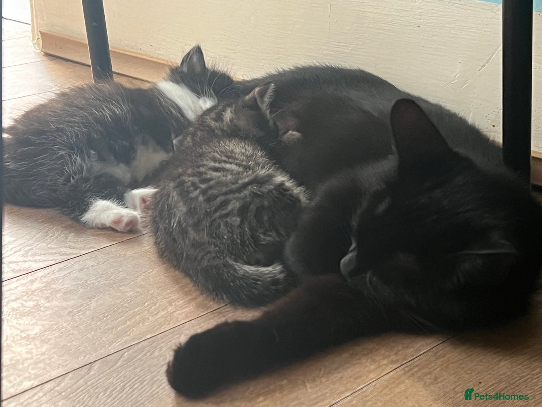 Mixed Breed cats for sale: Loving, Sweet Tempered Kittens - Image 8