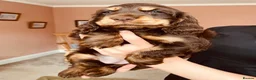 Cocker Spaniel dogs for sale: Top Quality Show cocker pups - Advert 13