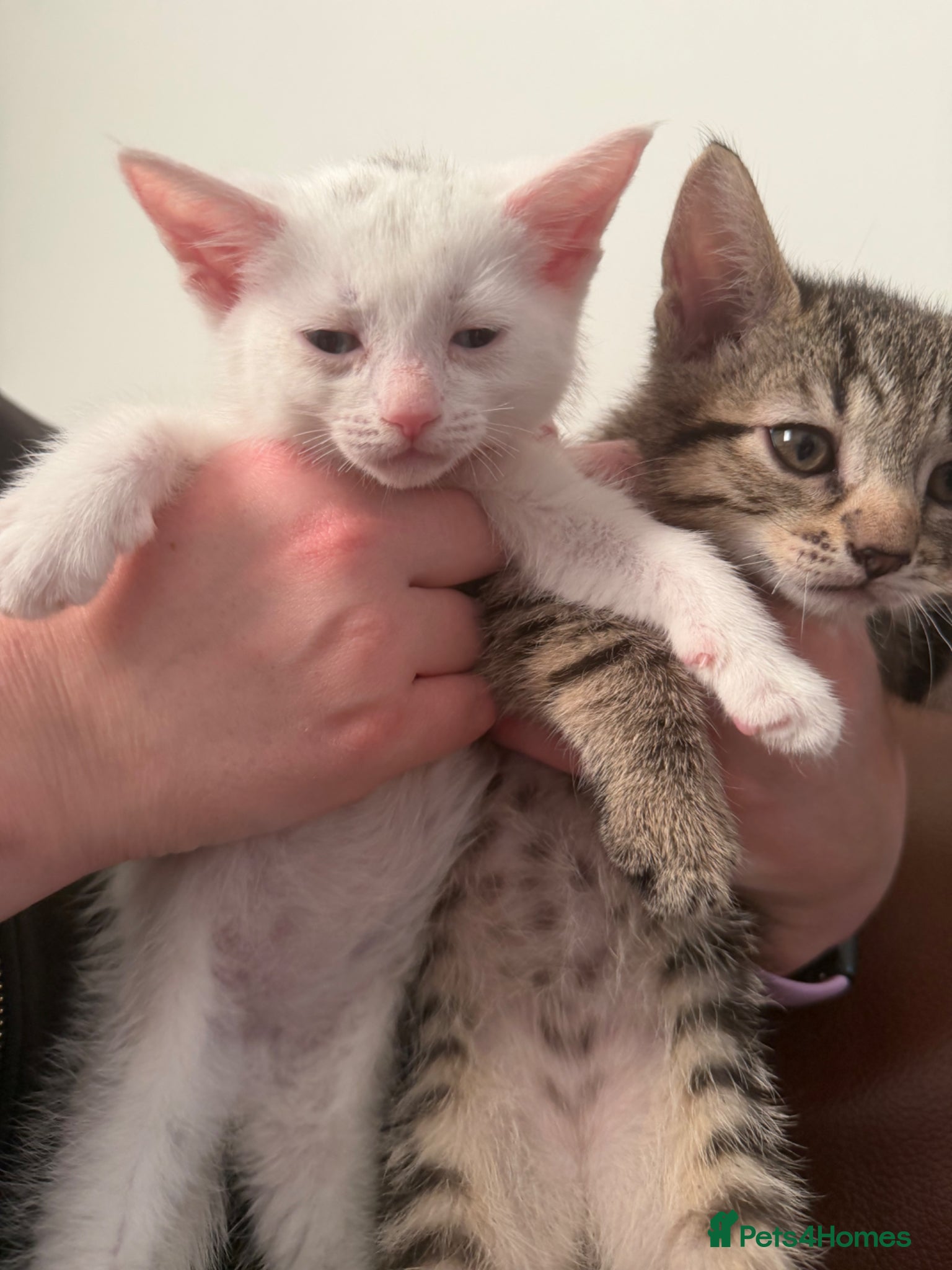 Mixed Breed cats CUTE KITTENS FOR SALE  - Advert 10