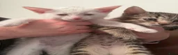 Mixed Breed cats for sale: CUTE KITTENS FOR SALE  in Glasgow - Advert 1