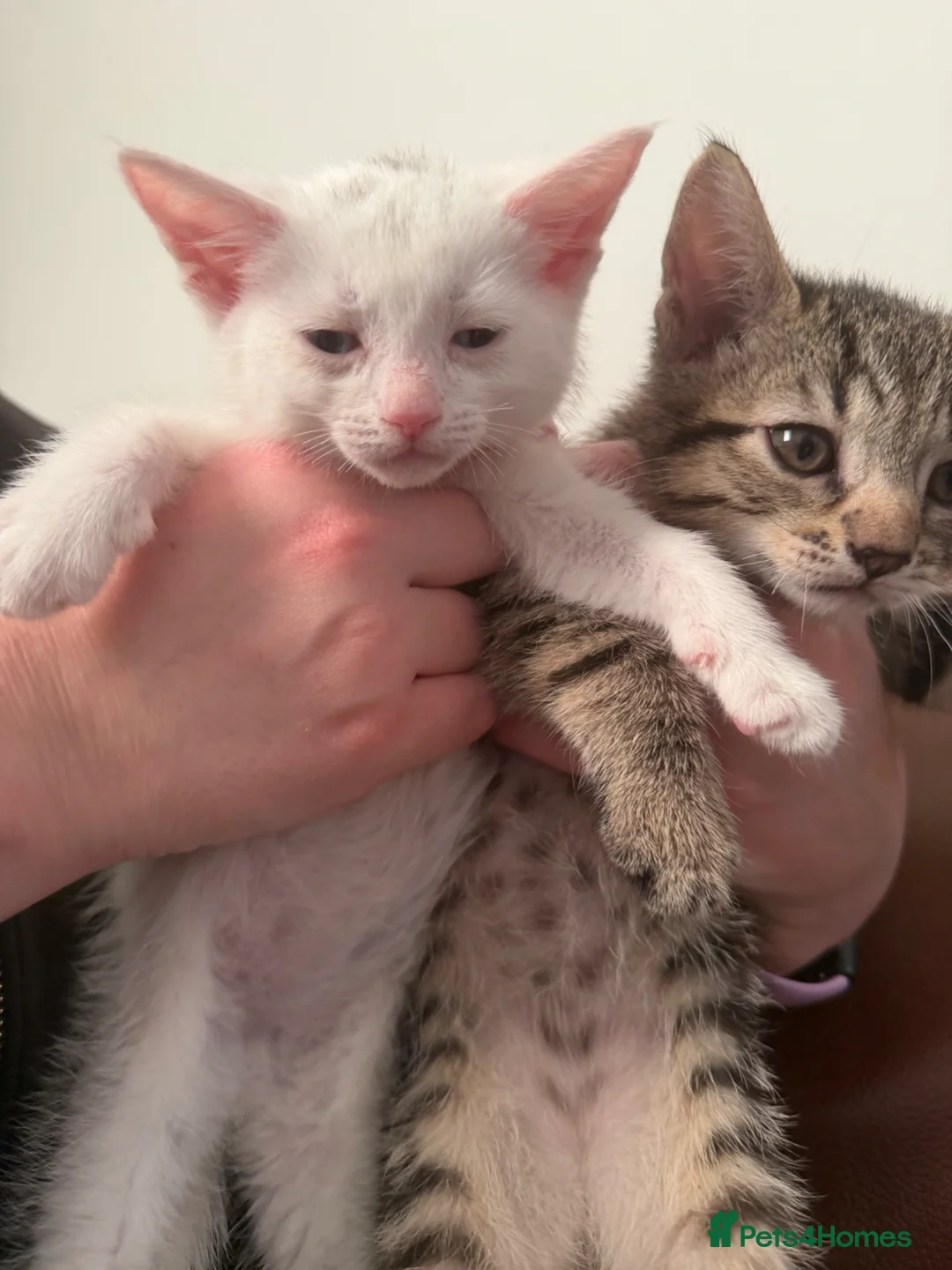 Mixed Breed cats for sale: CUTE KITTENS FOR SALE  in Glasgow - Advert 1