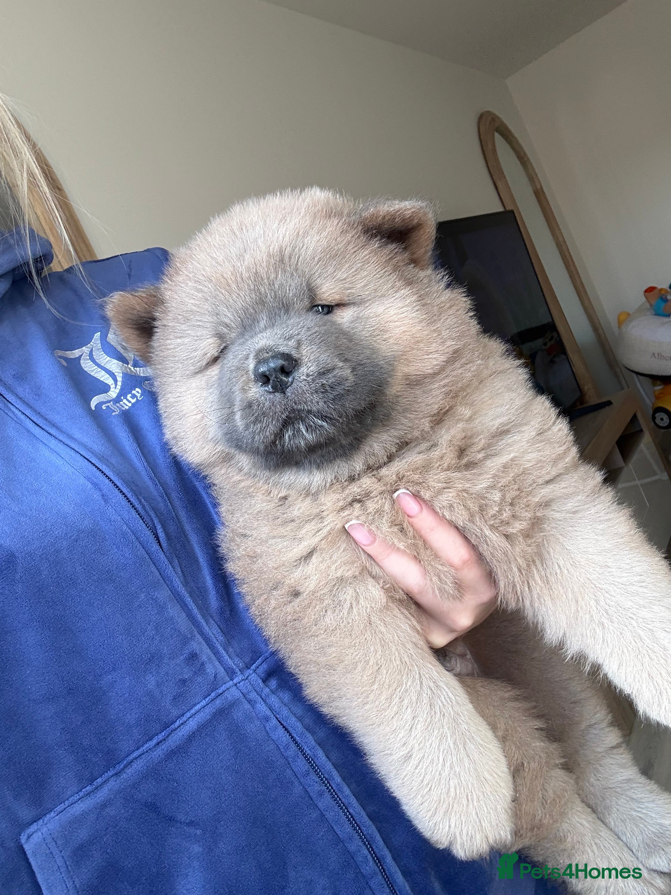 Chow Chow dogs VIEWING THESE LAST 2 PUPS ARE A MUST 😍 - Advert 13