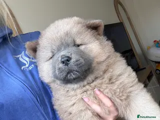 Chow Chow dogs VIEWING THESE LAST 2 PUPS ARE A MUST 😍 - Advert 13
