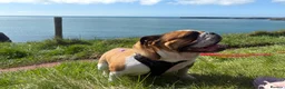 English Bulldog dogs for sale: KC English Bulldog in Porth - Advert 1