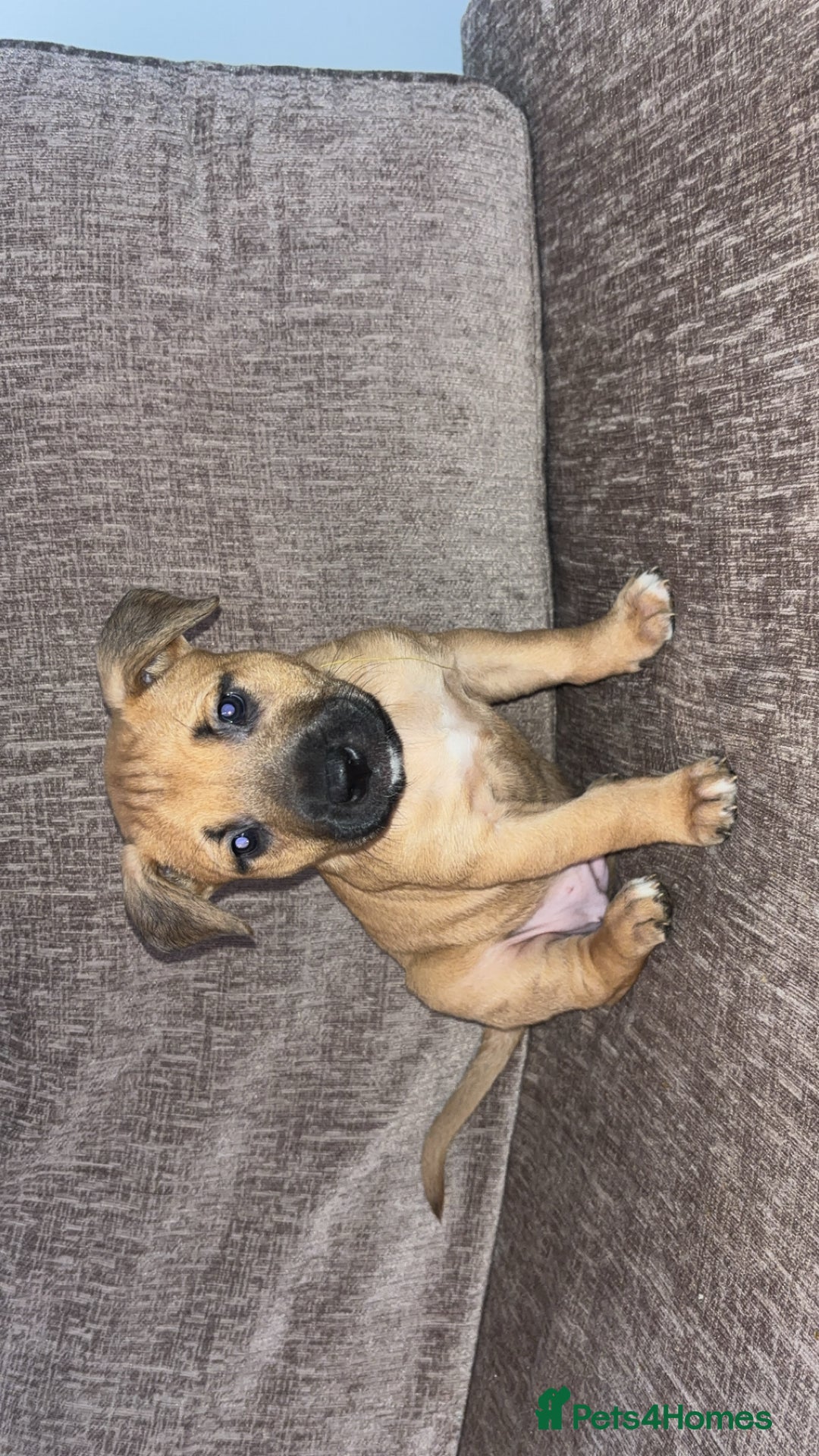 Mixed Breed dogs for sale: Puppies for sale  - Advert 13