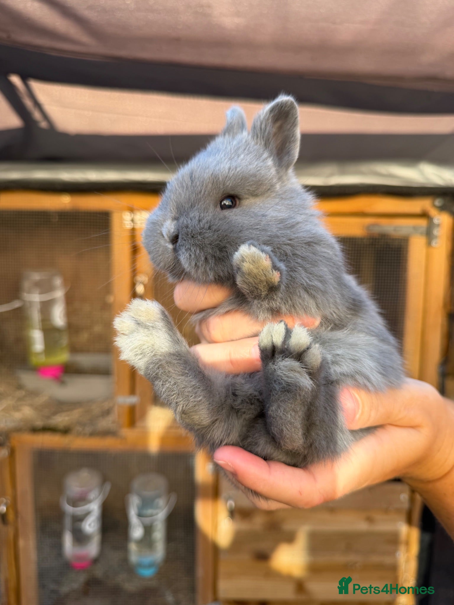 Mixed Breed rabbits Holicer Rabbits - Advert 1