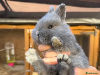 Mixed Breed rabbits Holicer Rabbits - Advert 1