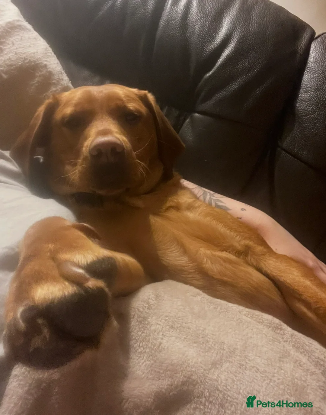 Labrador Retriever dogs for sale: Male 3y/o red fox Labrador for rehoming  - Advert 17