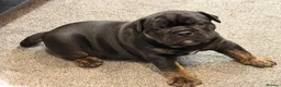 Olde English Bulldogge dogs for sale: Olde English Bulldogge puppy for sale  - Advert 8