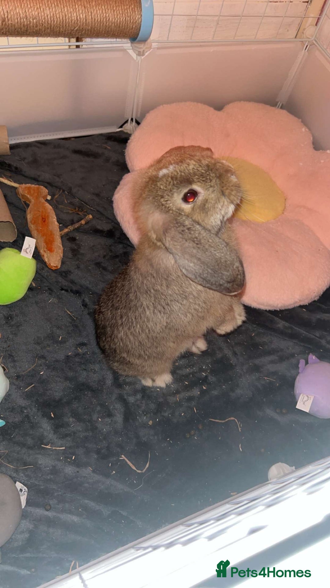 Mini Lop rabbits for sale: Bambi need gone ASAP - Image 4