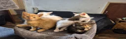 Mixed Breed cats for sale: 5 Gorgeous kittens for sale in Bedford - Advert 4
