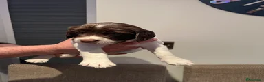 English Springer Spaniel Puppy 3