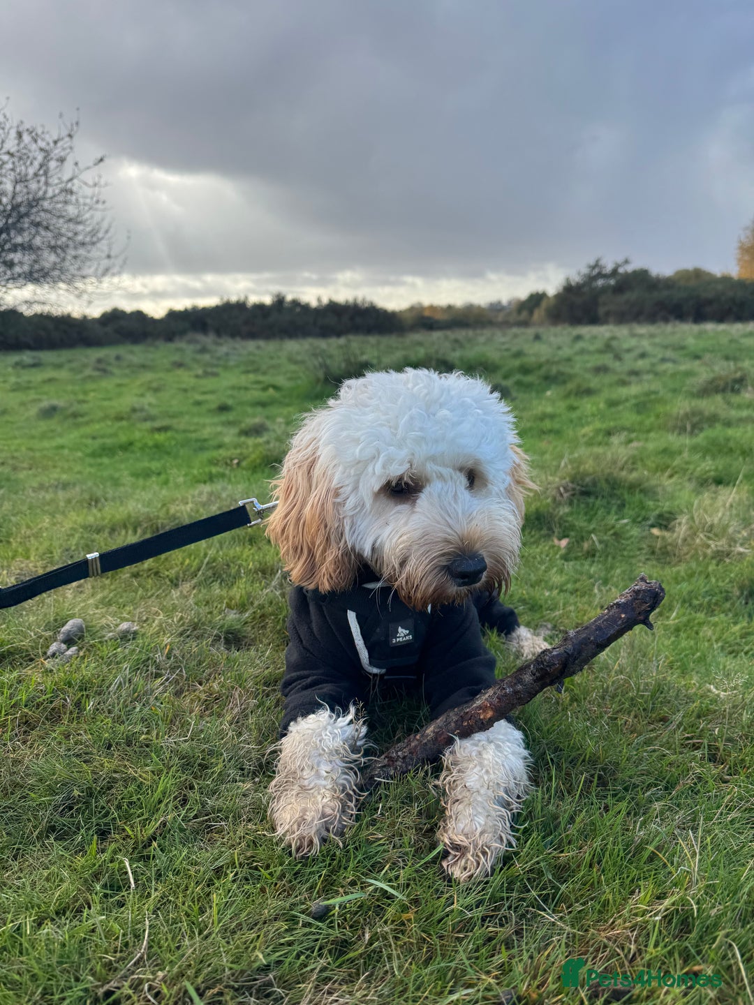 Cockapoo dogs for sale: Rusty  - Advert 3