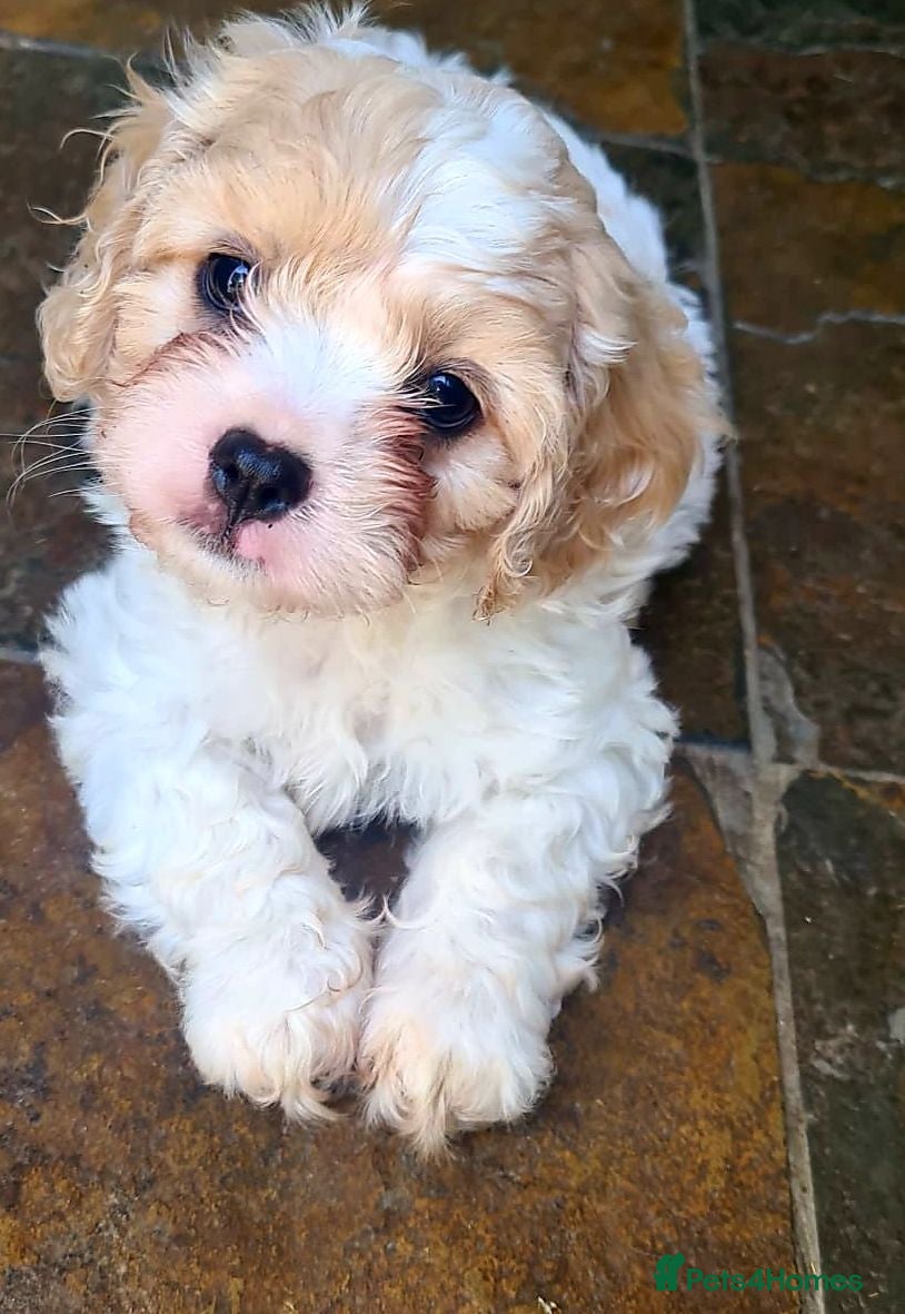 Cavapoo dogs for sale: Beautiful F1 Cavapoo Puppies Ready From 6th June  - Advert 1