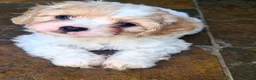 Cavapoo dogs for sale: Beautiful F1 Cavapoo Puppies Ready From 6th June  - Advert 1