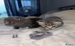 Burmese cats for sale: Beautiful blue kittens  - Image 3