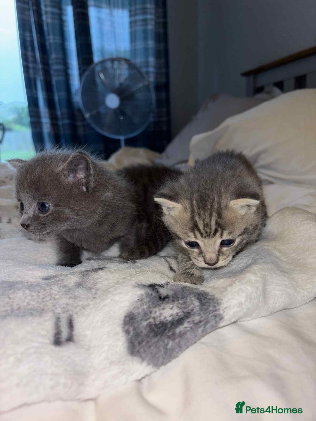 Burmese cats for sale: Beautiful blue kittens  - Image 3