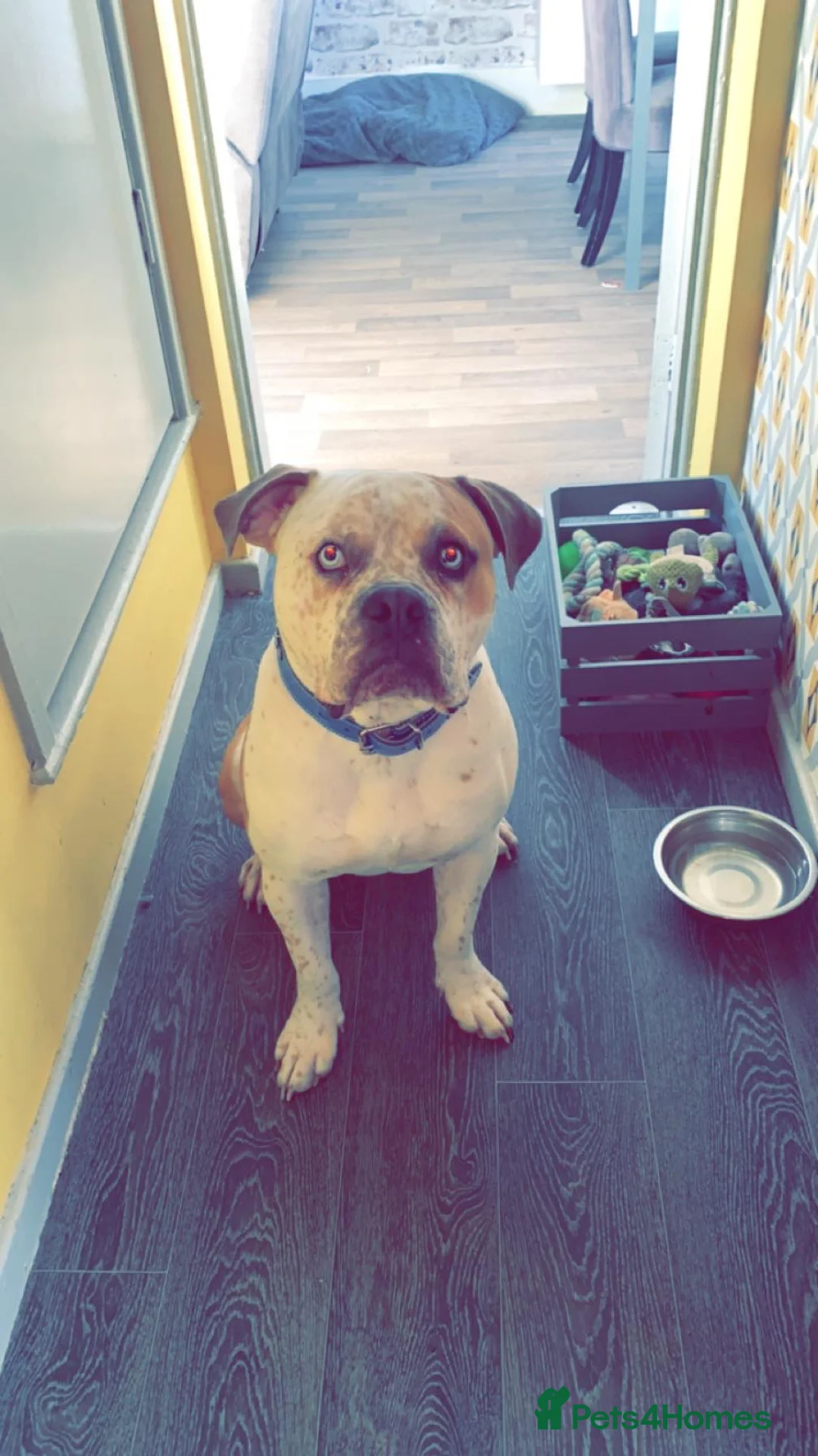 Mixed Breed dogs for sale: Pablo  in Newcastle upon Tyne - Advert 1