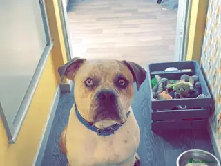 Mixed Breed dogs Pablo - Advert 2