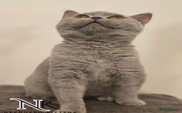 British Shorthair cats for sale: GORGEOUS GCCF REG TEDDYS 🐻🧸 READY TO LEAVE ❗️❗️ - Image 26