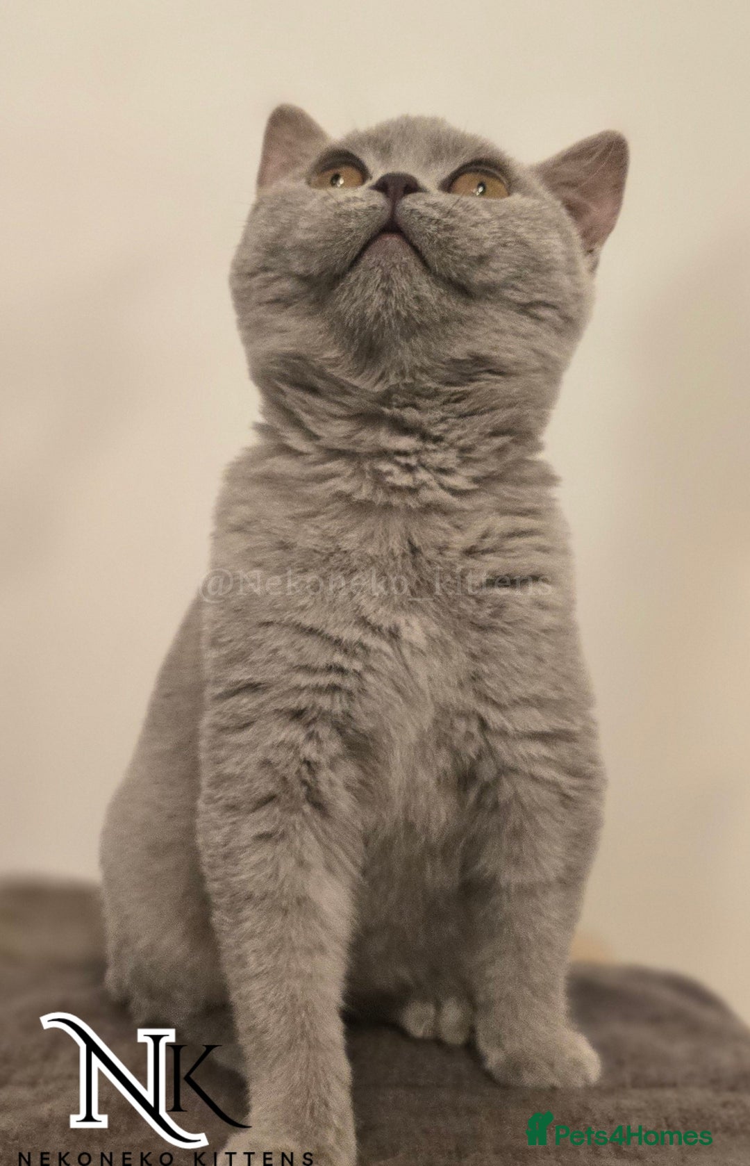 British Shorthair cats for sale: GORGEOUS GCCF REG TEDDYS 🐻🧸 READY TO LEAVE ❗️❗️ - Image 26
