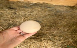 Ducks poultry for sale: Indian blue peachicks in Wigan - Image 3
