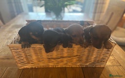 Miniature Dachshund dogs for sale: KC Reg RED DAPPLE Miniature Dachshund (Smooth) - Image 19