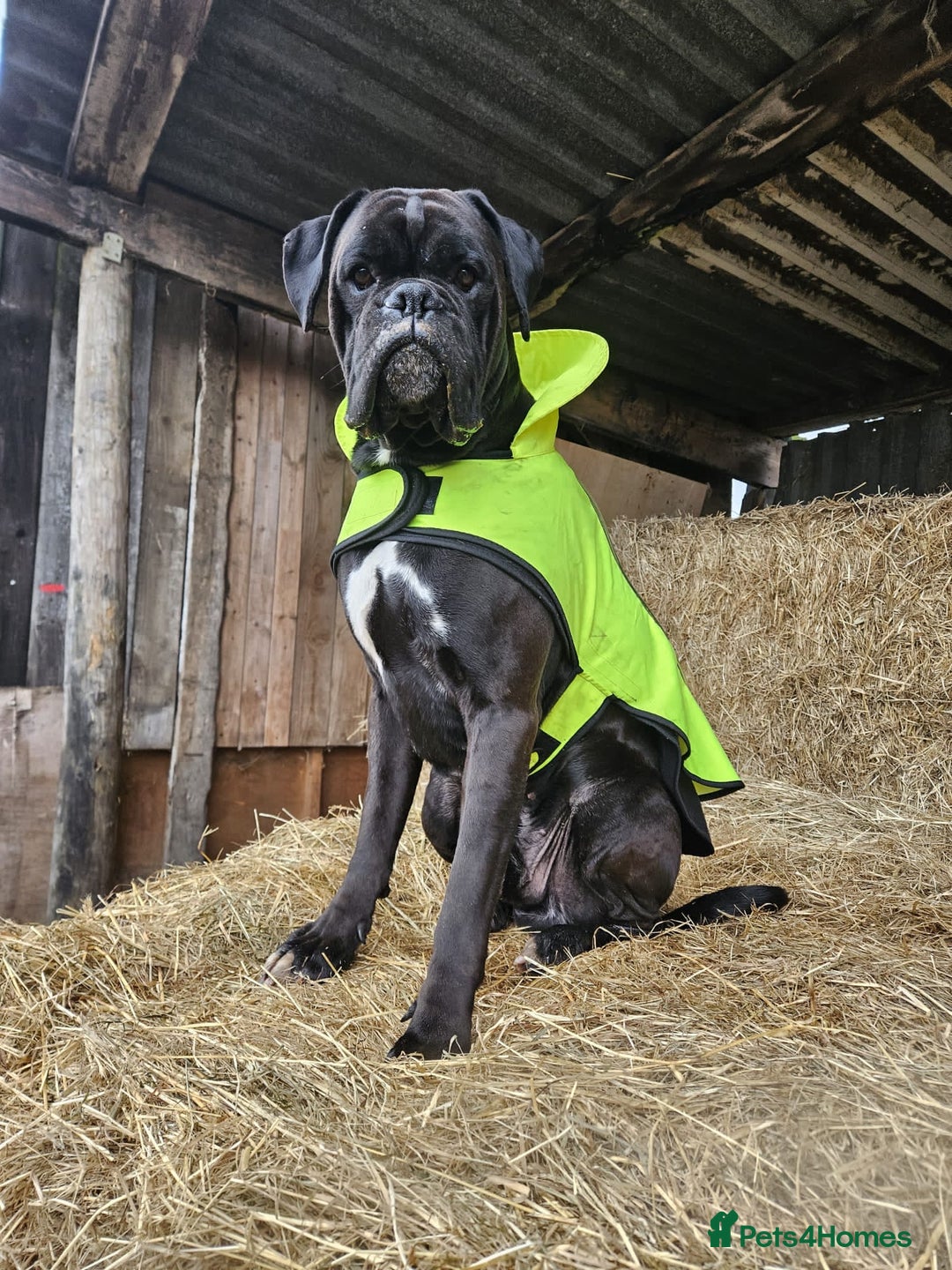 Boxer dogs for sale: Rare Beautiful KC registered puppies for sale  - Advert 19