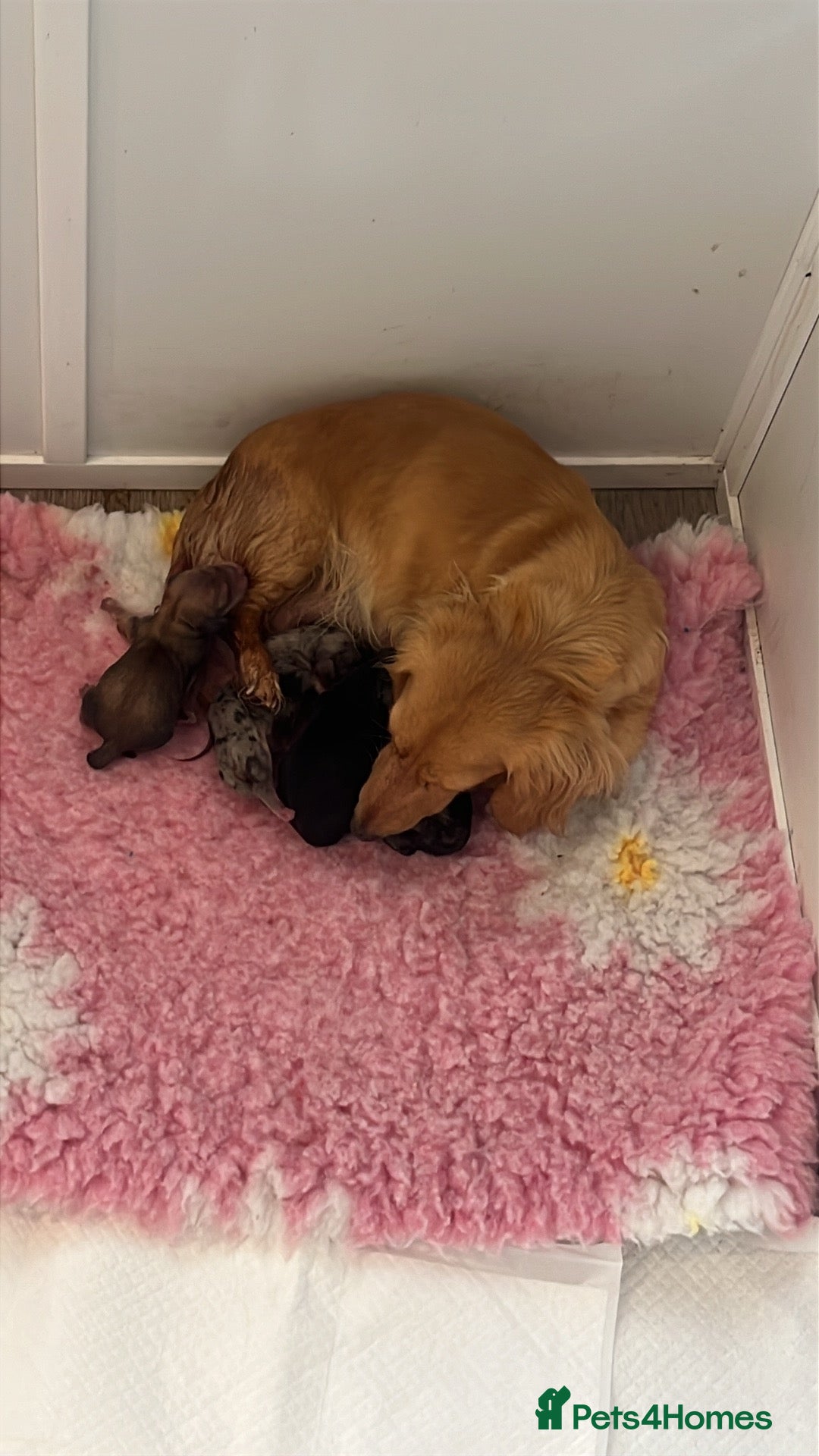 Miniature Dachshund dogs for sale: Miniature long hair dachshund  - Image 16