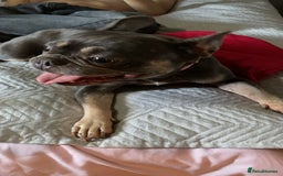French Bulldog dogs for sale: French bulldog for sale !!! - Image 3