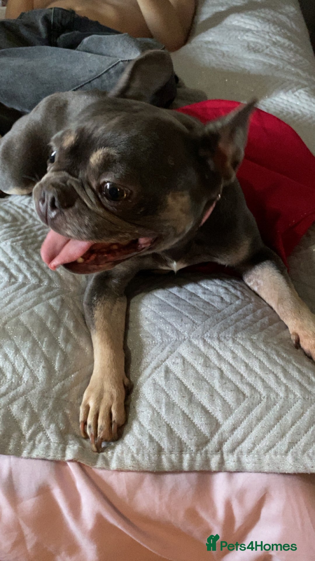 French Bulldog dogs for sale: French bulldog for sale !!! - Image 3