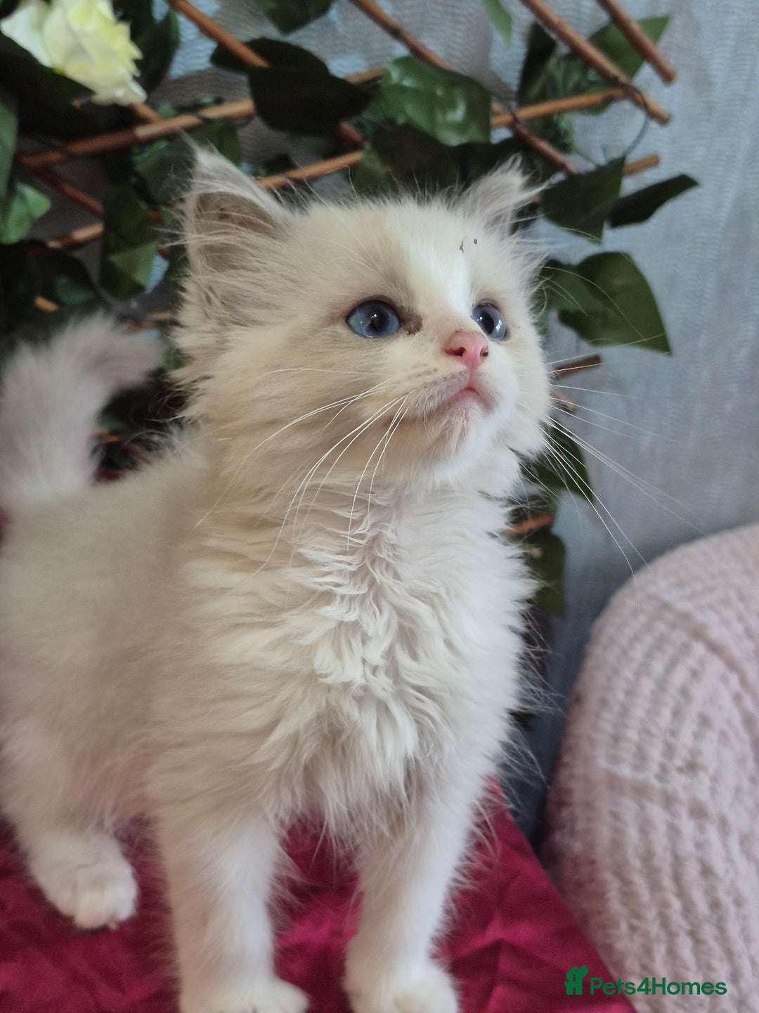 Ragdoll cats for sale: Two Brother's Ready now Mink ragdoll - Advert 8