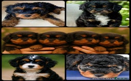 Cavapoo dogs for sale: ⭐️ Top Quality Cavapoos Due ⭐️ - Image 8