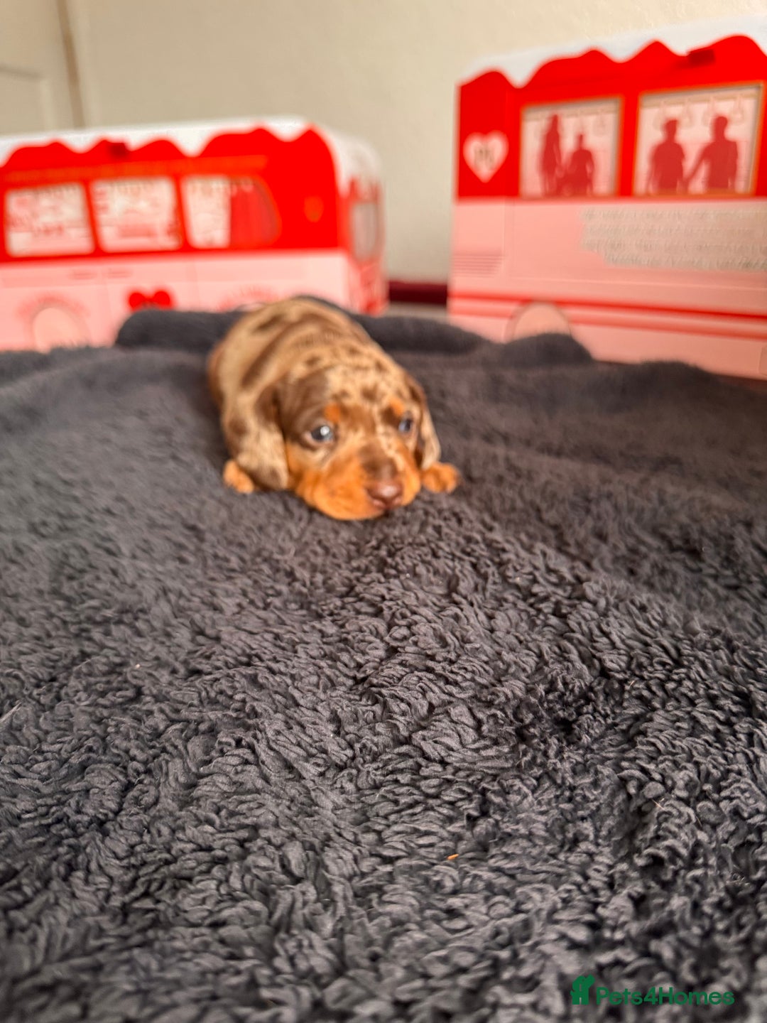 Miniature Dachshund dogs for sale: 🐾 miniature Dachshund 1 LEFT READY IN 2 WEEKS🐾 - Advert 25