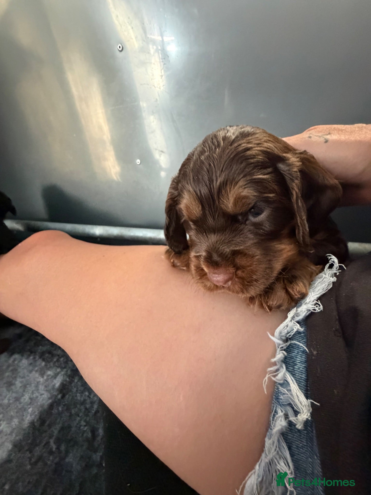Cocker Spaniel dogs 🐶KC REGISTERED COCKER SPANIEL PUPPYS🐶 - Advert 1
