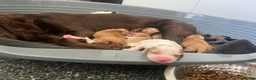 Cocker Spaniel dogs for sale: Full bred cocker spaniel puppies in Cambridge - Advert 12