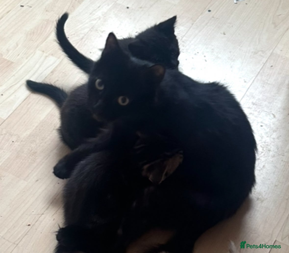 Mixed Breed cats Black male kitten £30 - Advert 7
