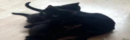 Mixed Breed cats for sale: Black male kitten £30 - Advert 1