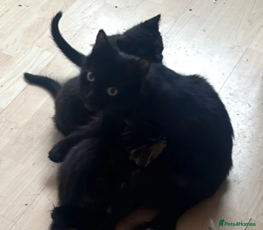 Mixed Breed cats for sale: Black male kitten £30 - Advert 1