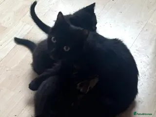Mixed Breed cats Black male kitten £30 - Advert 3