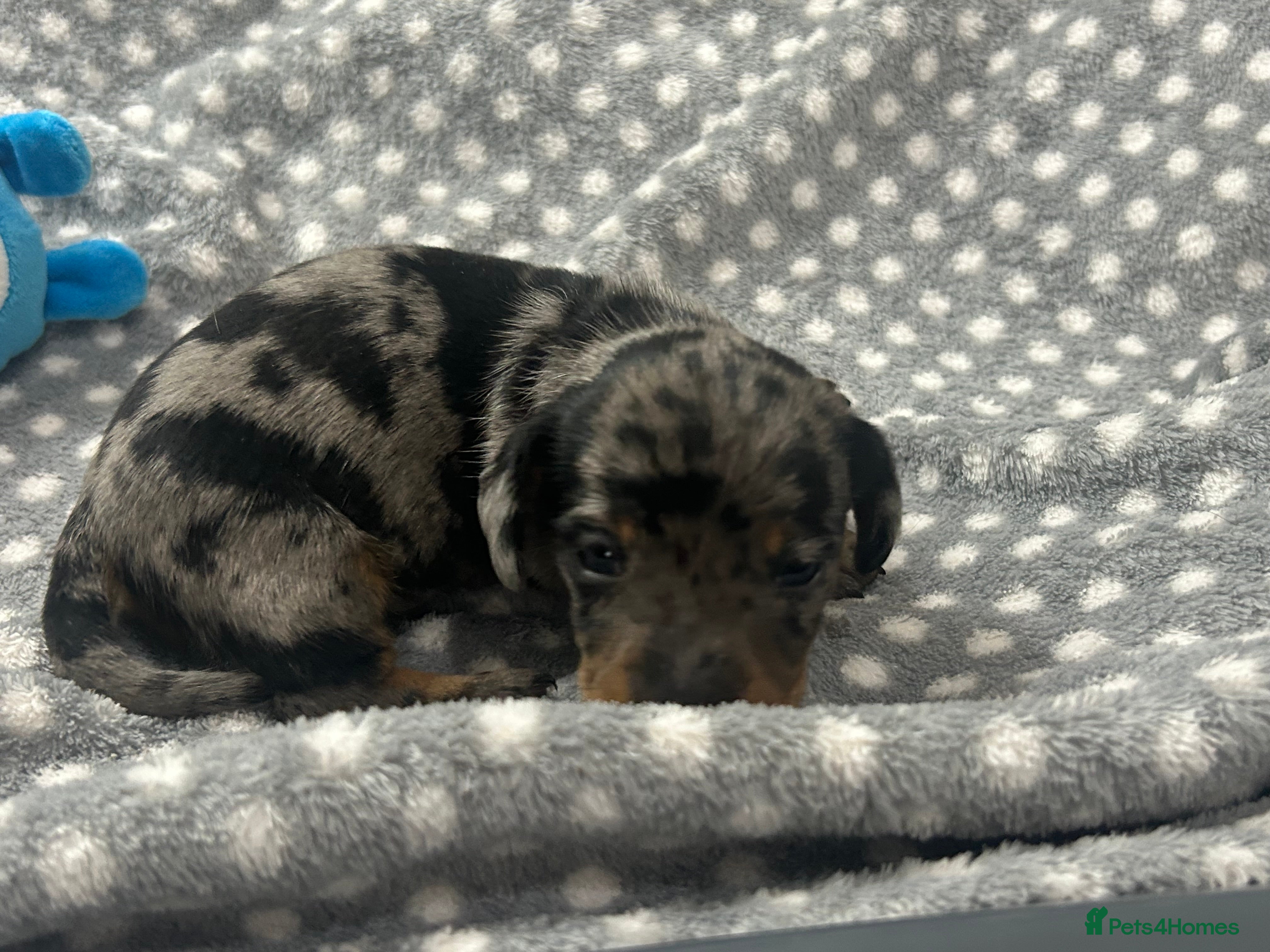 Dachshund dogs 1 adorable dachshund - Advert 4