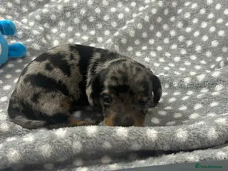 Dachshund dogs 1 adorable dachshund - Advert 4