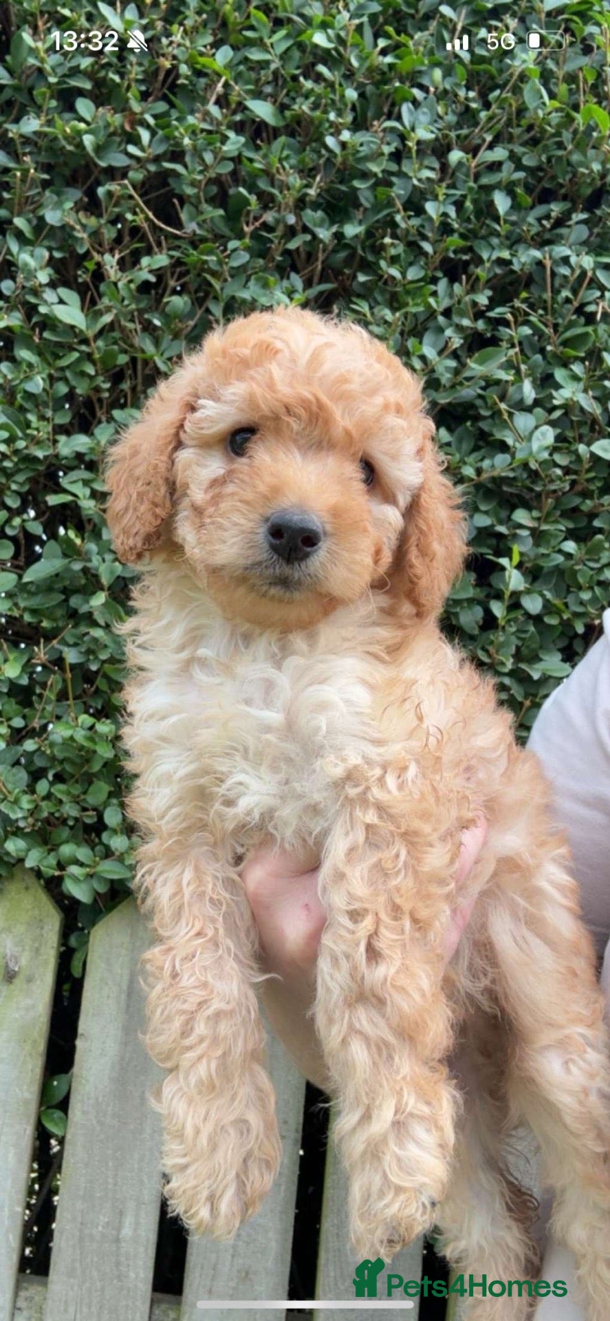 Cockapoo dogs Cockapoo puppies  - Advert 1