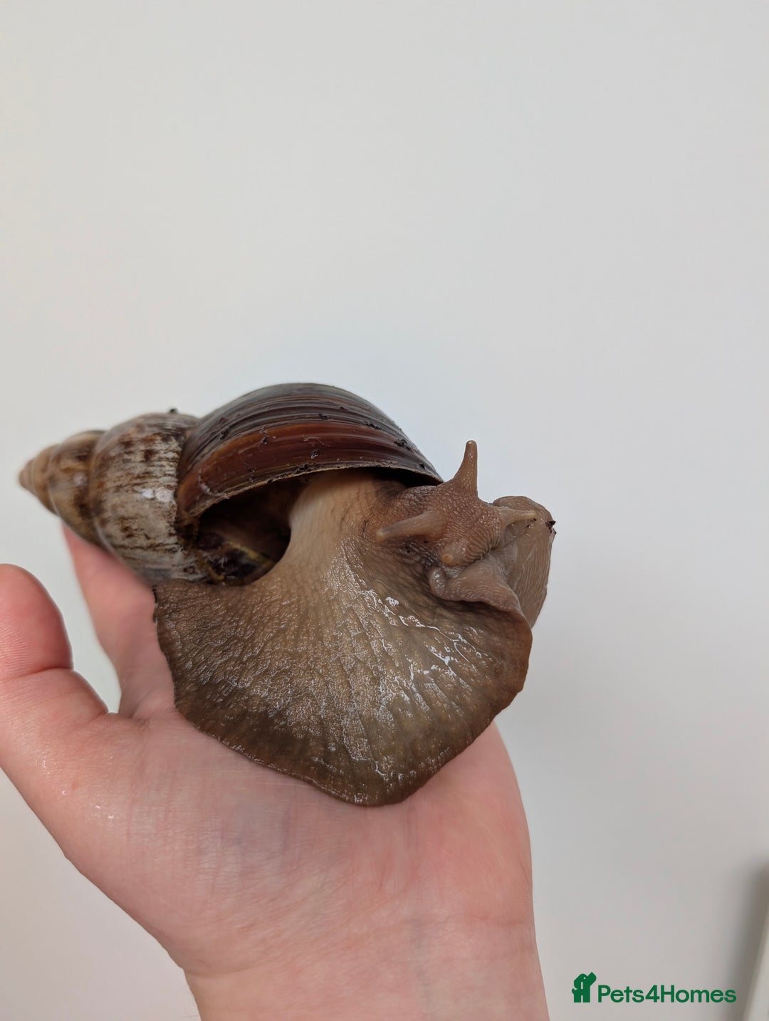 Snails invertebrates for sale: Giant African Land Snail  - Advert 3