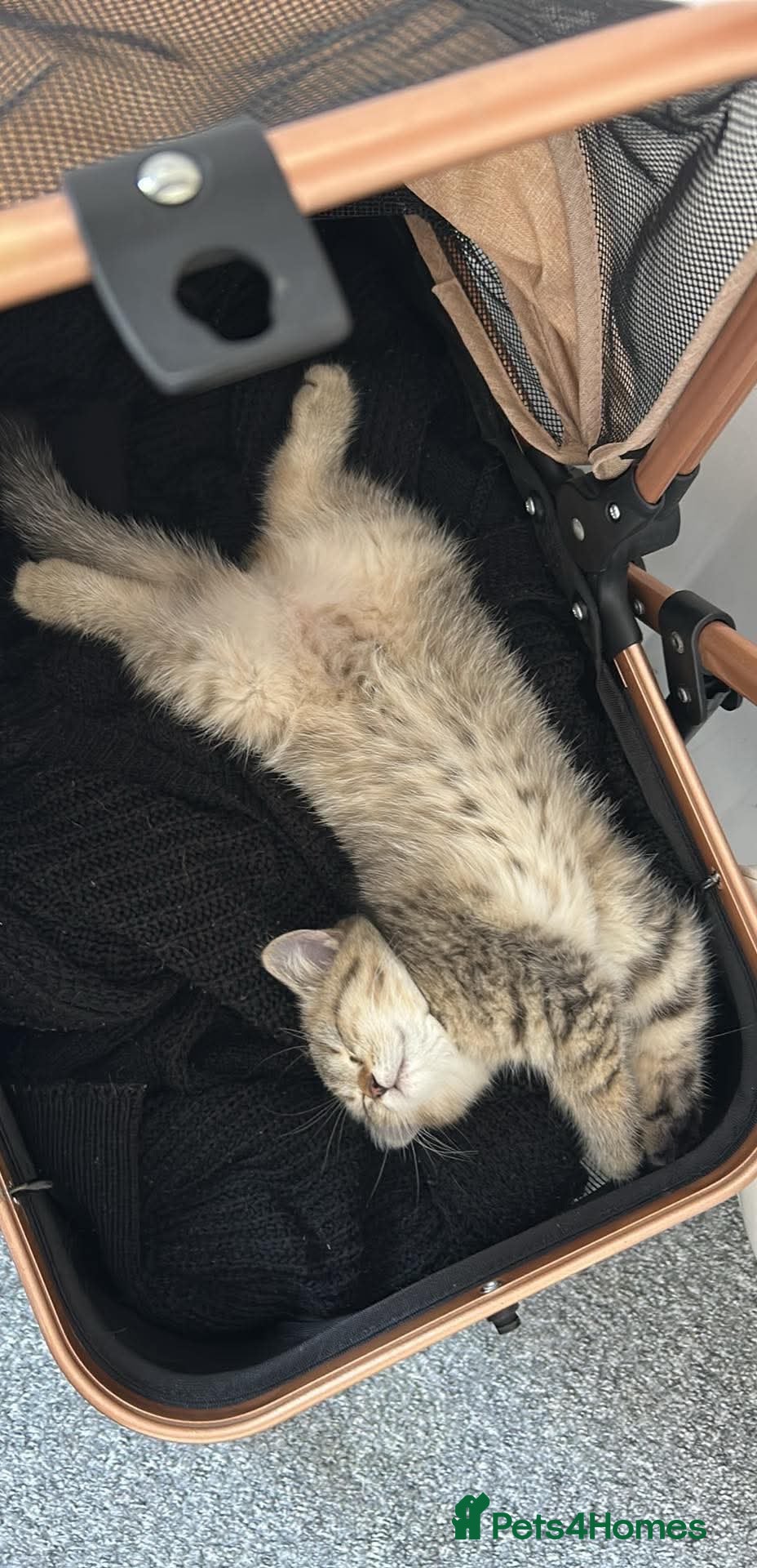 British Shorthair cats miss marie  - Advert 1