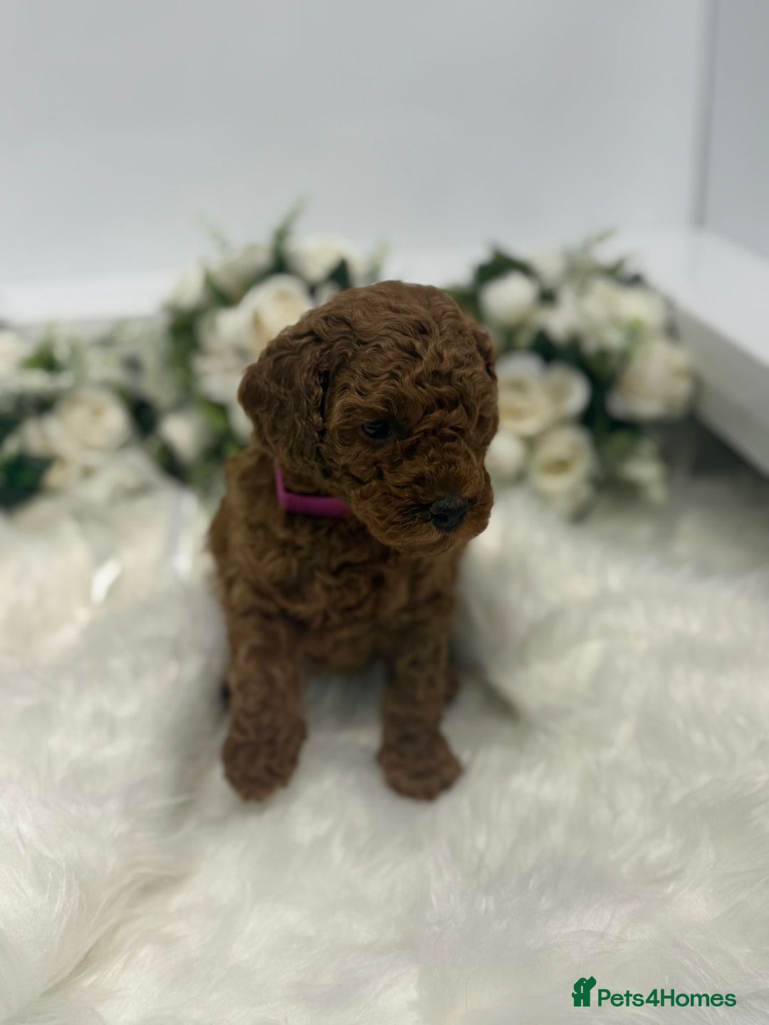 Toy Poodle dogs for sale: Toy poodle puppies  - Advert 12
