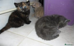 Mixed Breed cats for sale: 8 BEUTIFUL KITTENS FOR SALE - Image 18
