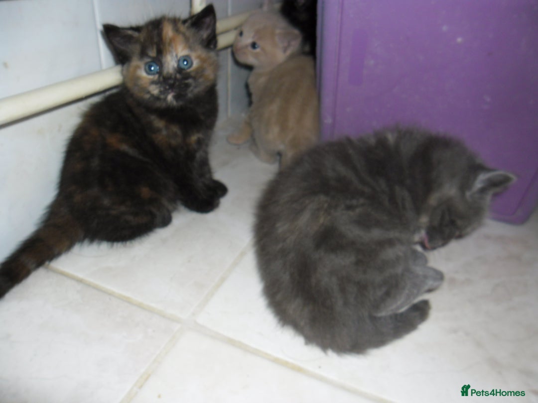 Mixed Breed cats for sale: 8 BEUTIFUL KITTENS FOR SALE - Image 18